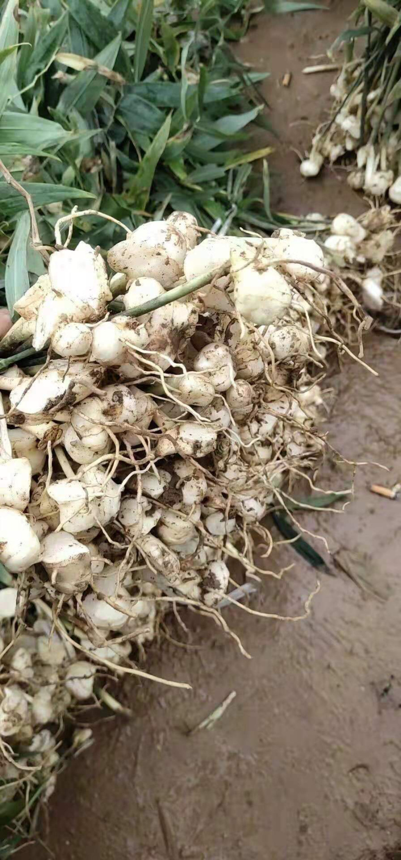 黄精苗，多花姜型甜黄精种苗，成活率90%，一件代发
