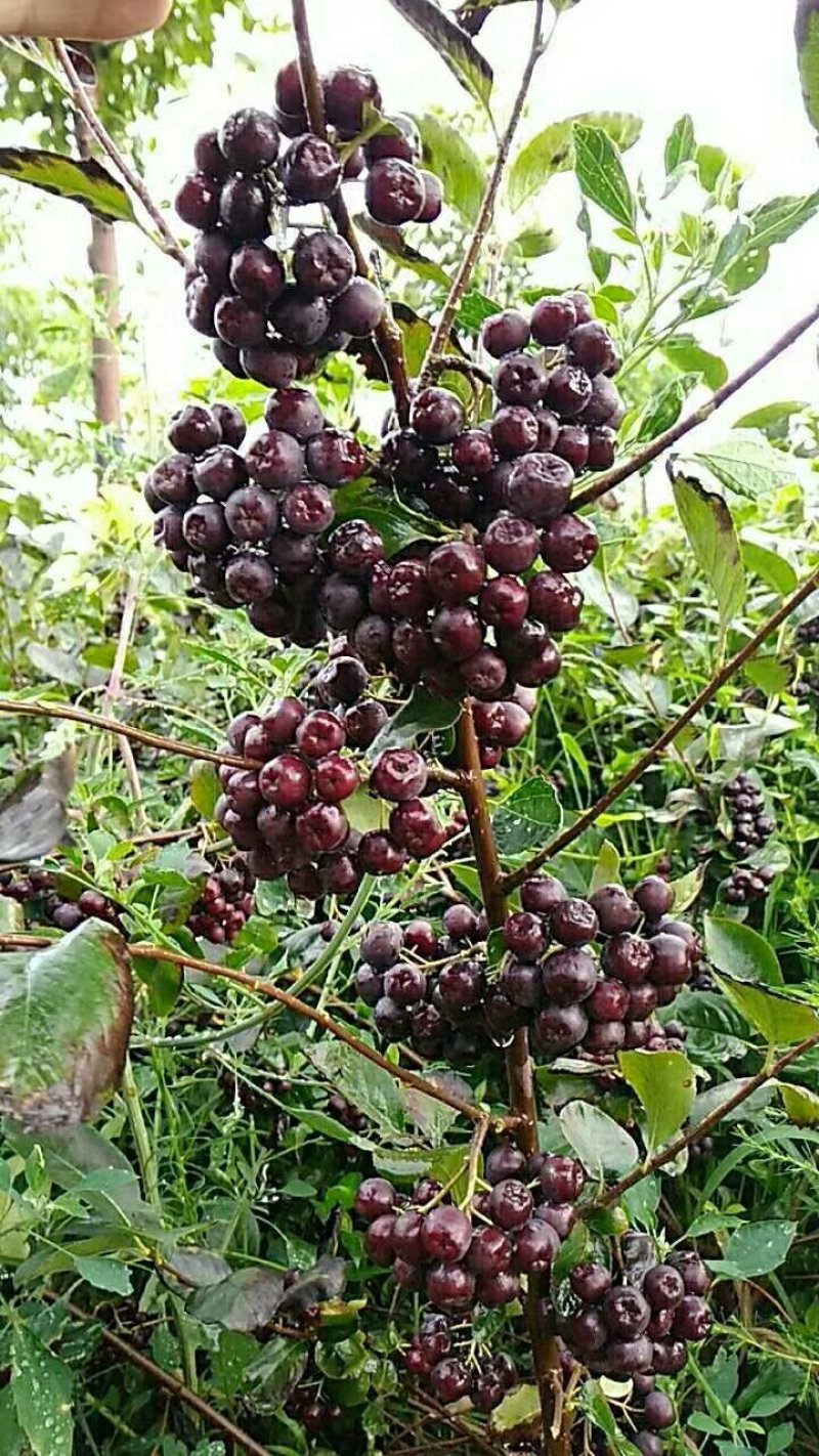 黑果花楸（不老莓）