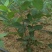 黑果花楸（不老莓）