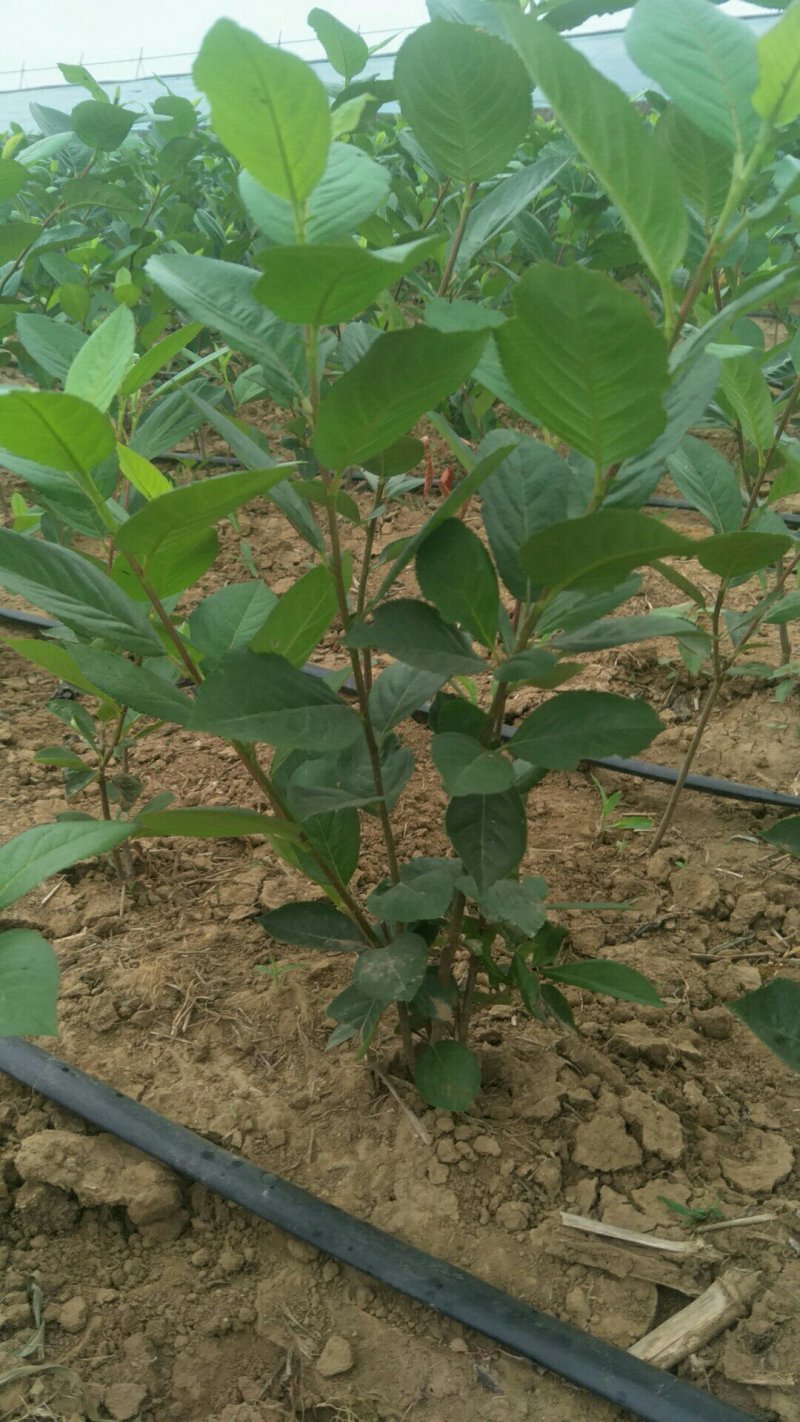 黑果花楸（不老莓）