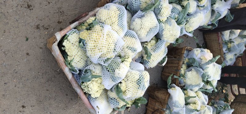 肥城有机花菜，泰安松花菜，青梗散花大量供应山东肥城