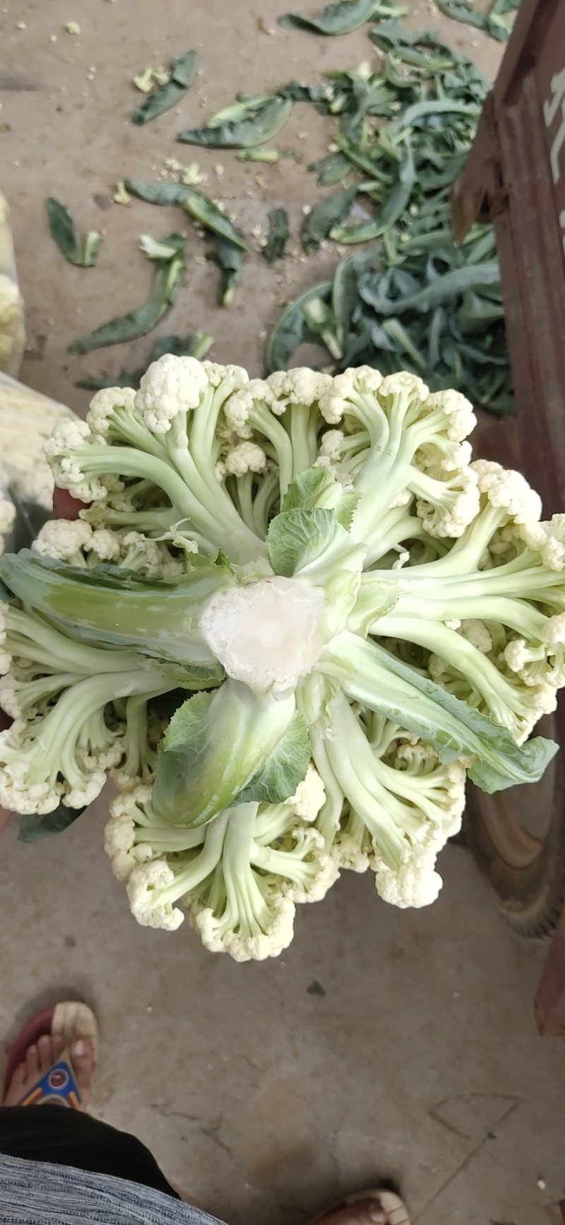 肥城有机花菜，泰安松花菜，青梗散花大量供应山东肥城