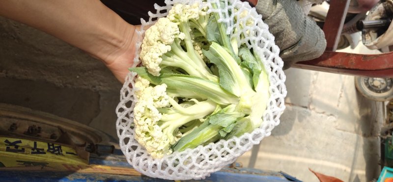 肥城有机花菜，泰安松花菜，青梗散花大量供应山东肥城