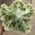 肥城有机花菜，泰安松花菜，青梗散花大量供应山东肥城