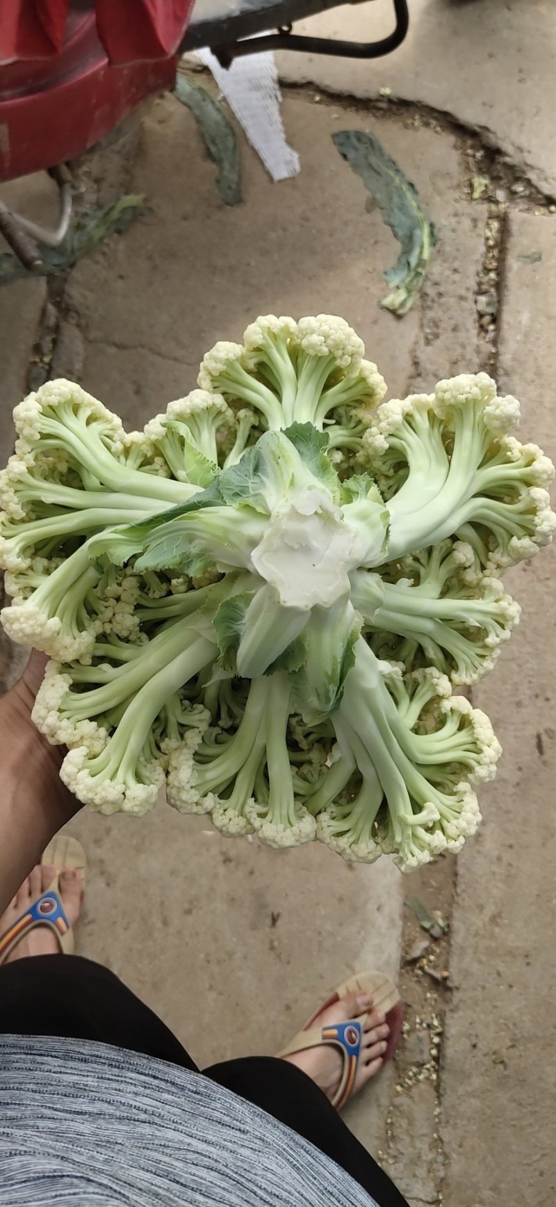 肥城有机花菜，泰安松花菜，青梗散花大量供应山东肥城
