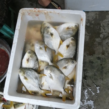 晒鱼场精心出品：优质金鲳鱼干，满满海味诱惑