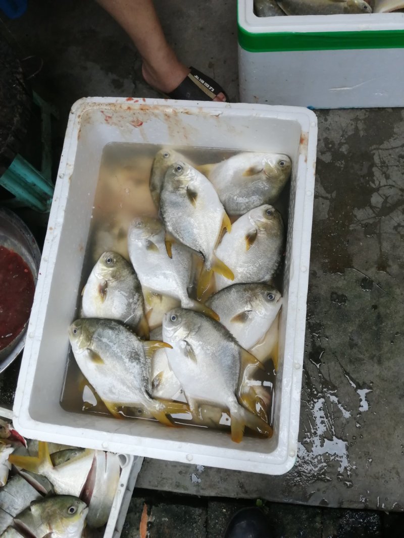晒鱼场精心出品：优质金鲳鱼干，满满海味诱惑