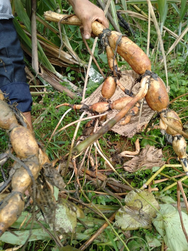 广西优质莲藕种萼莲八号六号种苗