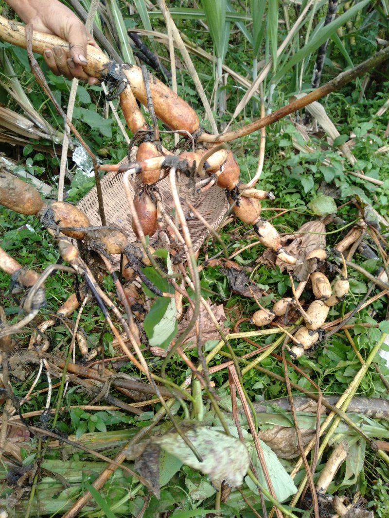 广西优质莲藕种萼莲八号六号种苗