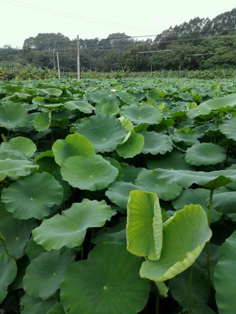 广西优质莲藕种萼莲八号六号种苗