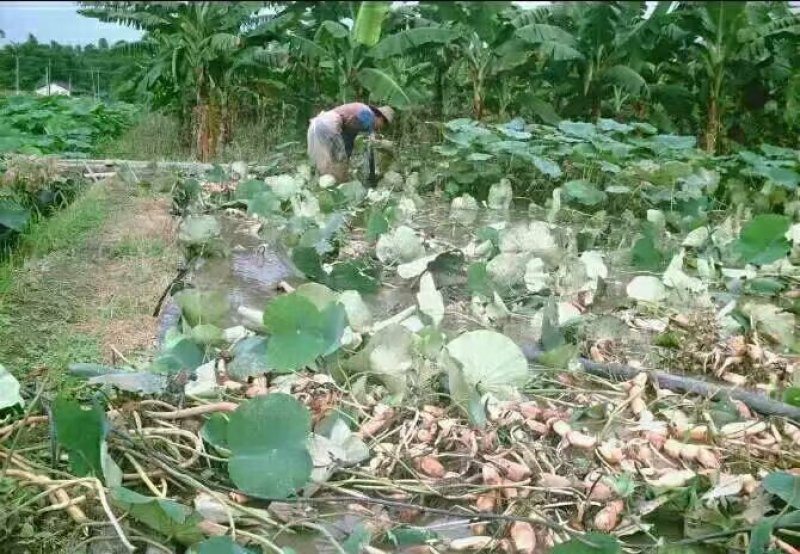 广西优质莲藕种萼莲八号六号种苗