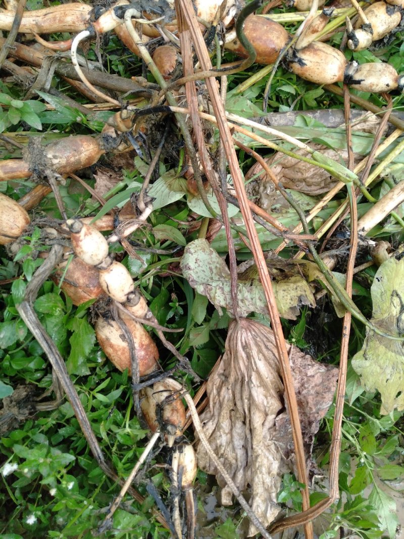 广西优质莲藕种萼莲八号六号种苗