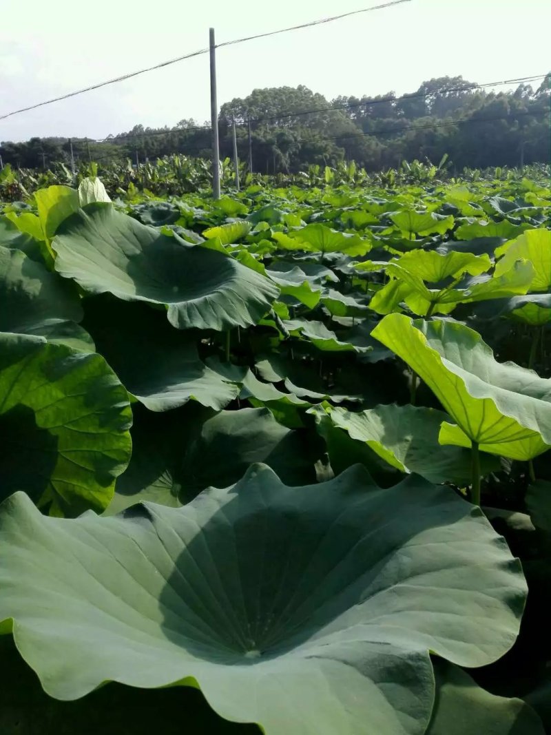 广西优质莲藕种萼莲八号六号种苗