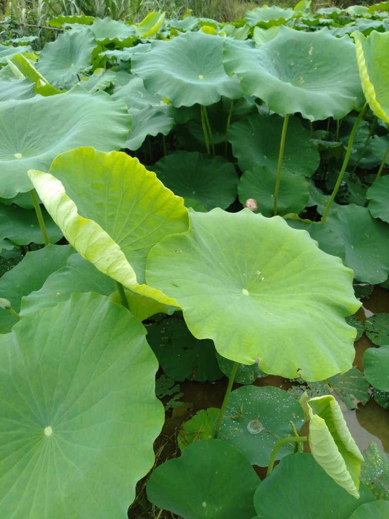 广西优质莲藕种萼莲八号六号种苗