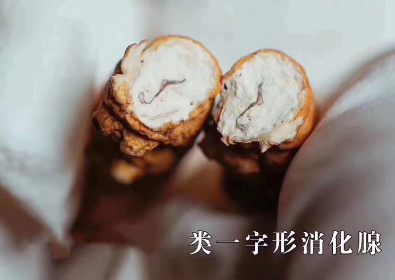 新草正宗野生虫草高海拔西藏那曲冬虫夏草大断草头期
