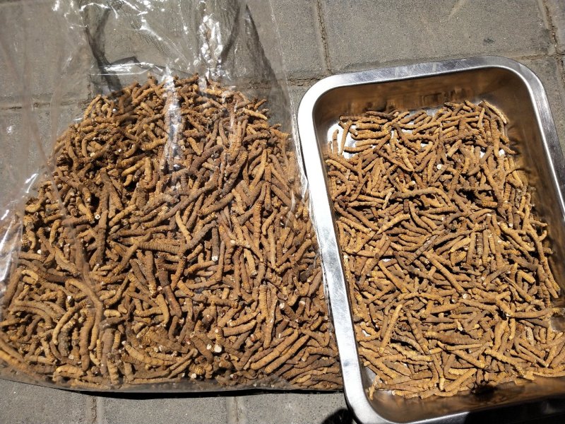 新草正宗野生虫草高海拔西藏那曲冬虫夏草大断草头期