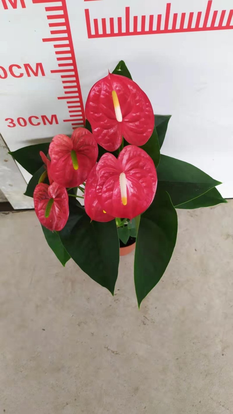 红掌