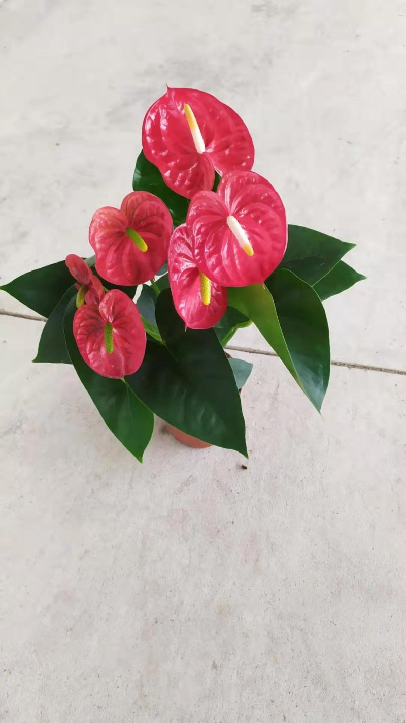 红掌