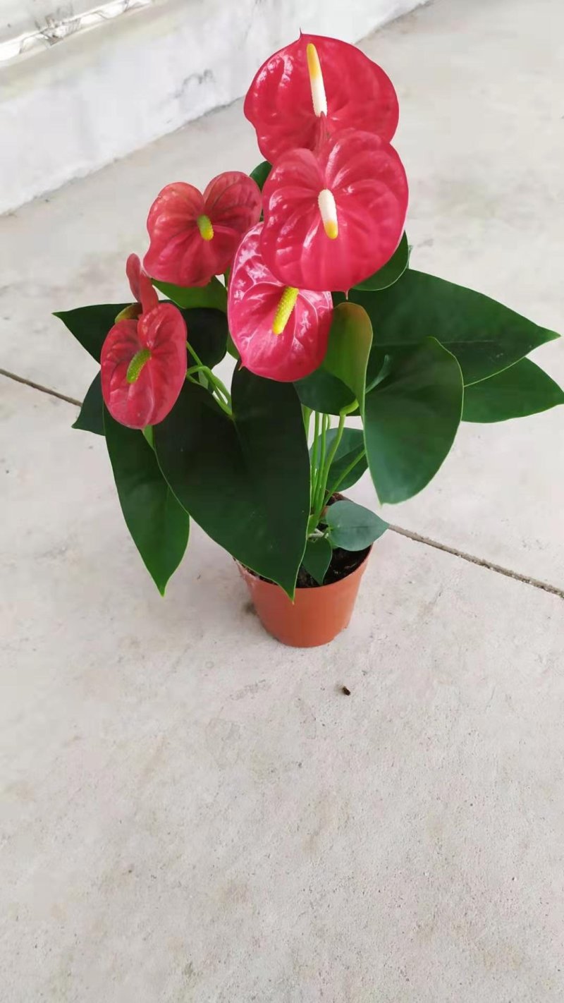 红掌