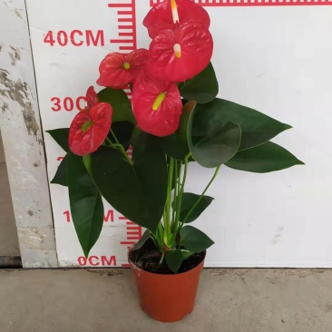 红掌
