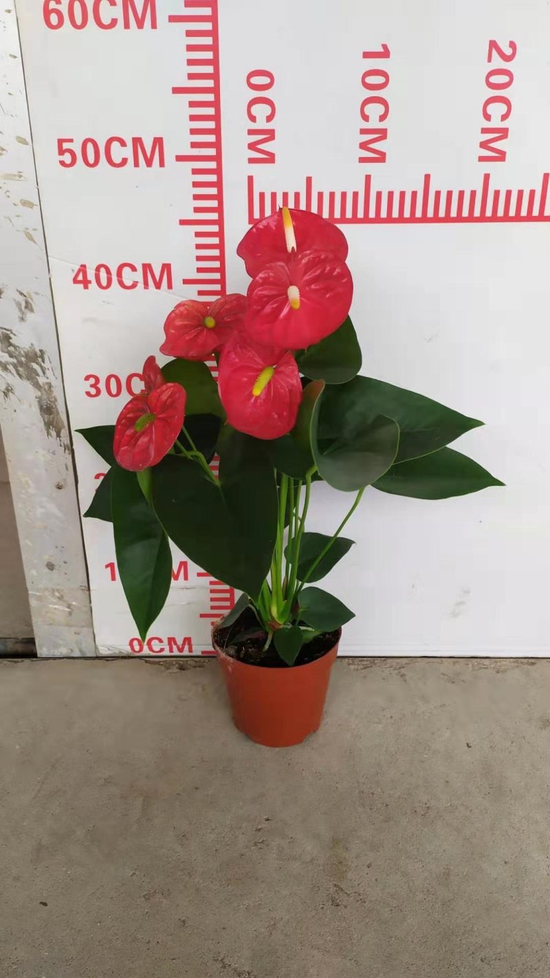 红掌