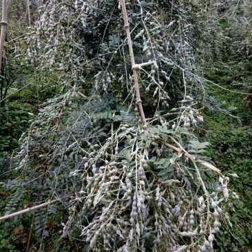 山豆根种子