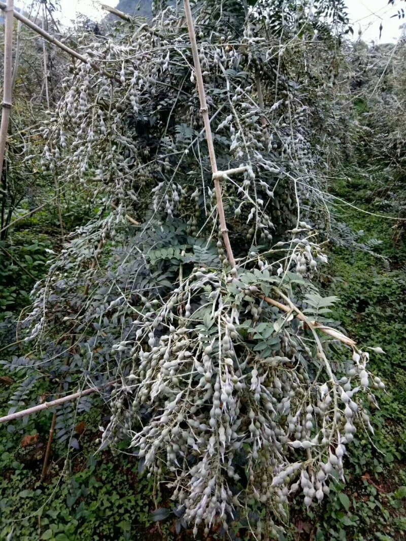 山豆根种子