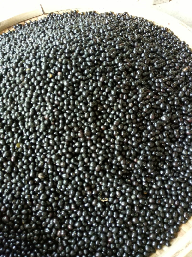 山豆根种子