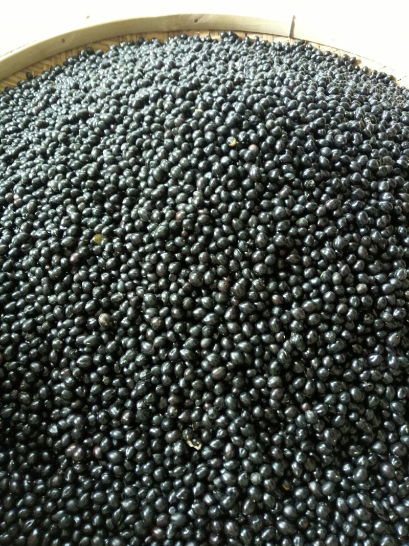 山豆根种子