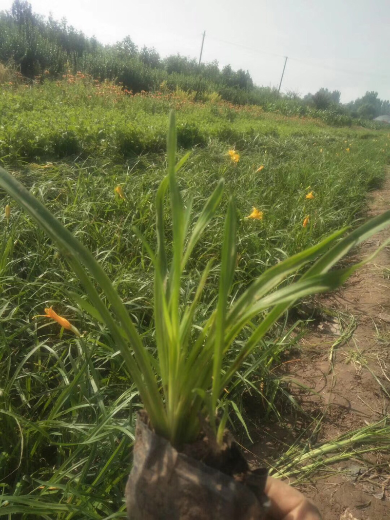 金娃娃萱草基地直供质优价廉欢迎实地考察