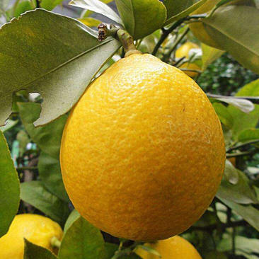 红柠檬苗柠檬种子土柠檬种子土柠檬嫁接苗土柠檬红芽柠檬种子