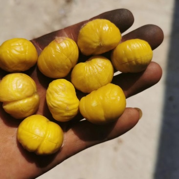 板栗油栗炒栗种优质栗子