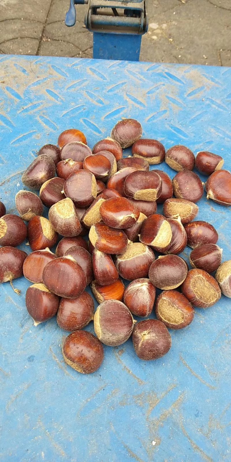 板栗油栗炒栗种优质栗子