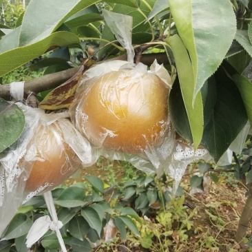 晚秋黄梨