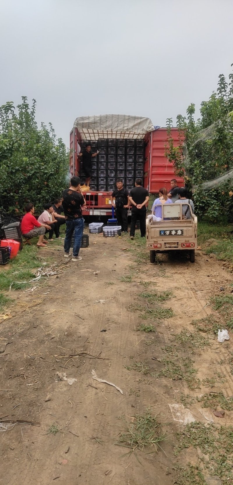 金磊果品大量供应秋月梨纸袋350~500g梨小二