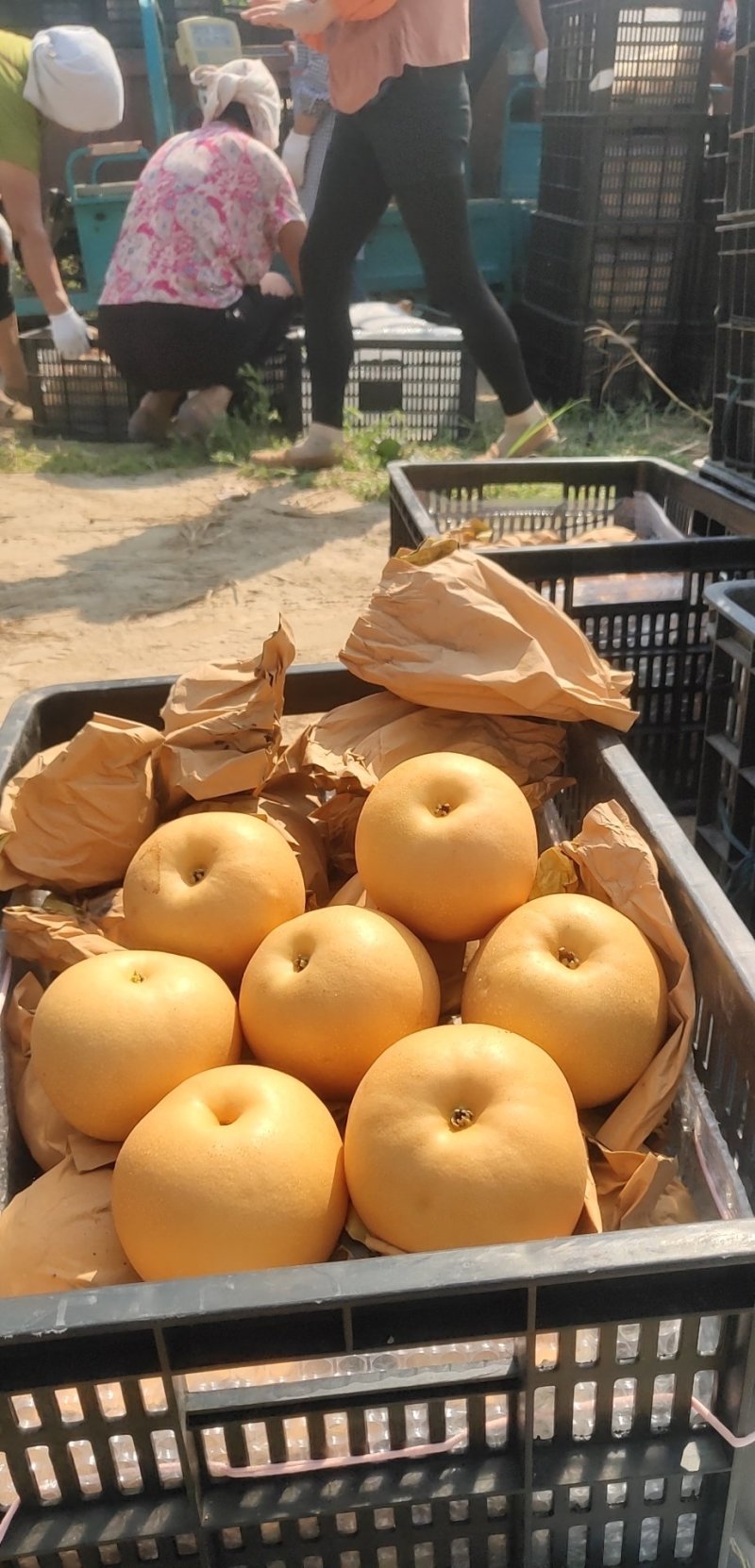 金磊果品大量供应秋月梨纸袋350~500g梨小二