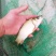 黄金鲫鱼，
