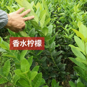 香水柠檬苗