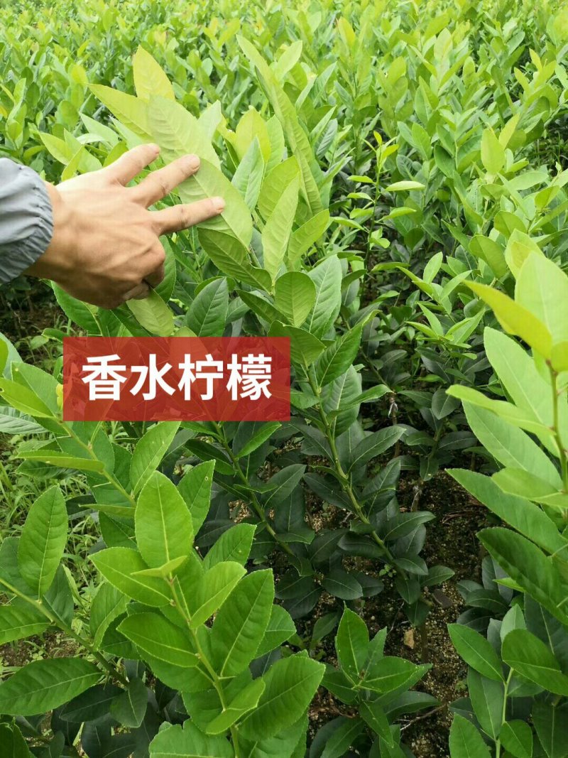 香水柠檬苗