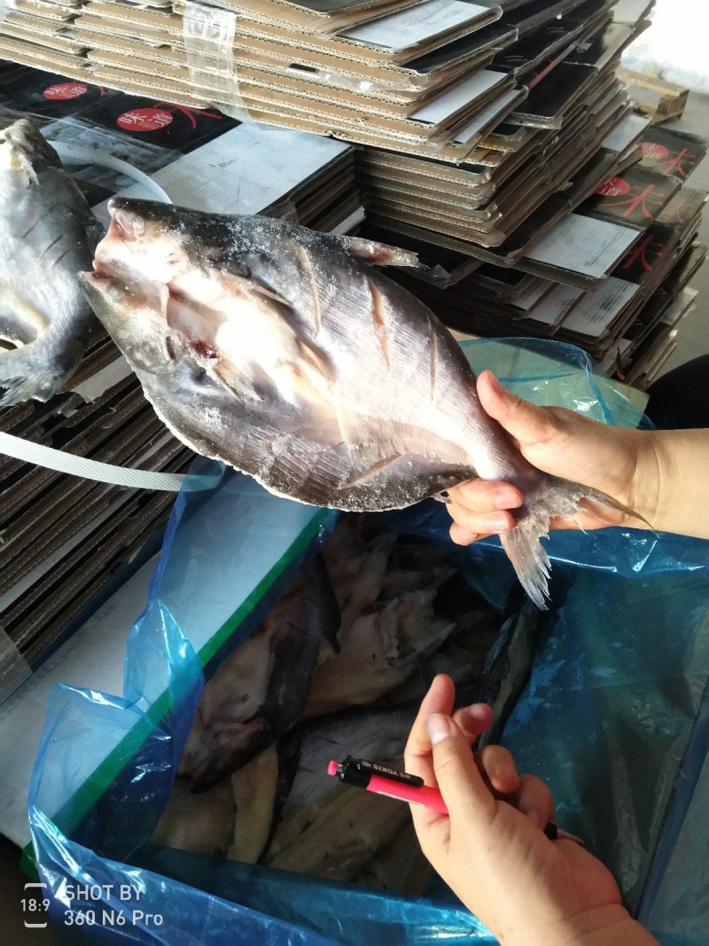 9到19条开背巴沙鱼，干冰带冰都有，价格便宜到超乎想象，