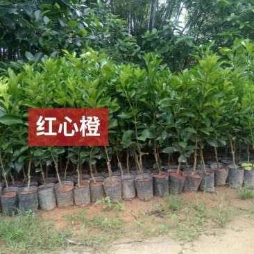 红心橙苗红江橙