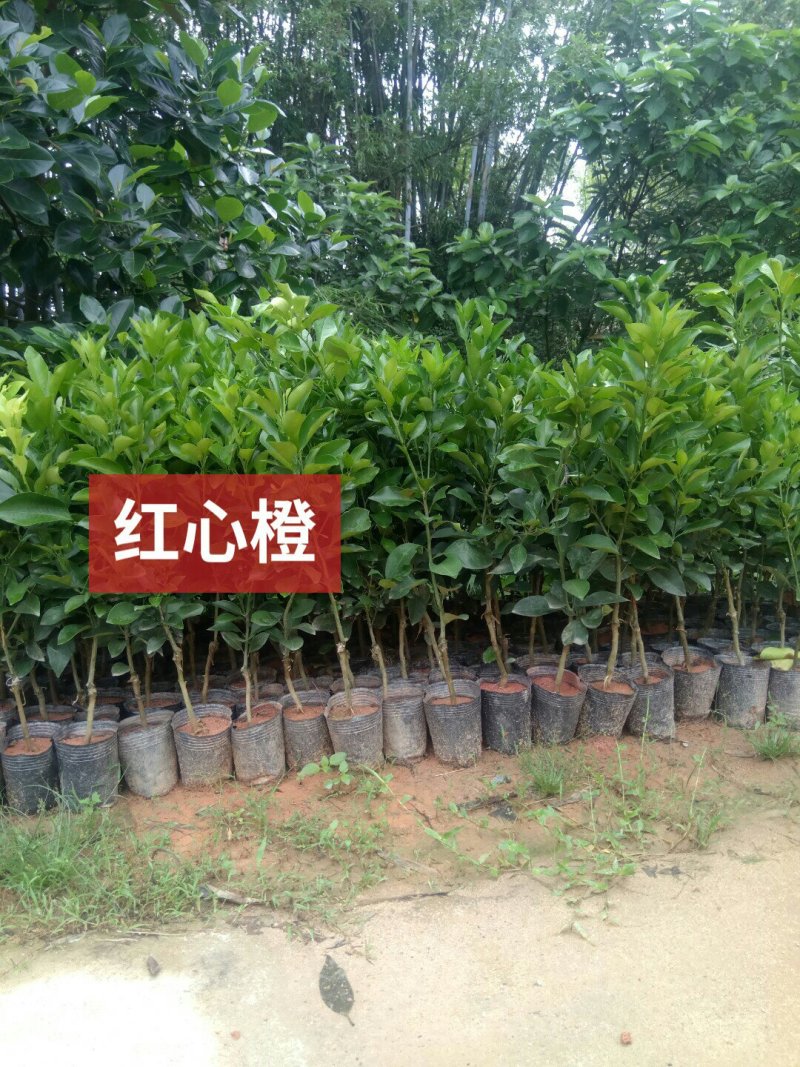 红心橙苗红江橙