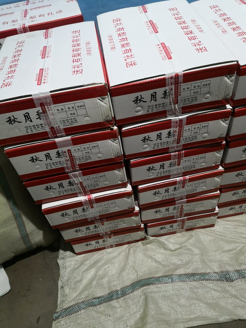 河北秋月梨大量上市，糖分高，口感好，果面干净，果园直采