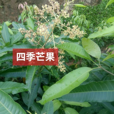 四季芒