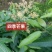 四季芒