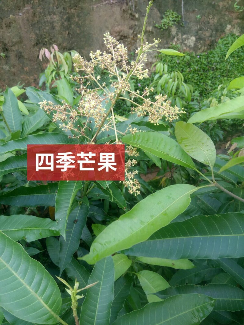 四季芒