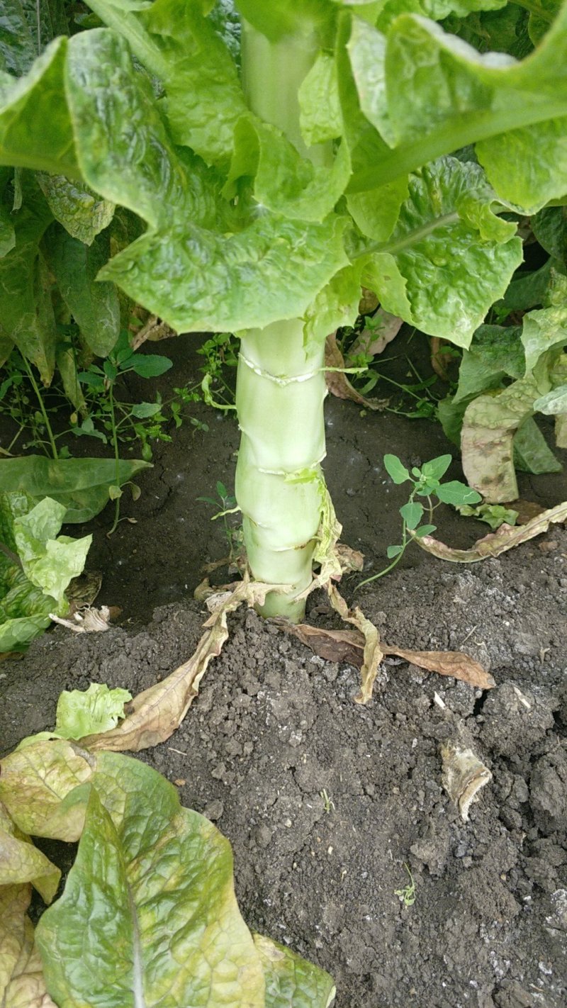 尖叶莴笋山东临沂市郯城莴苣货源充足，有需要提前联系张胜雨