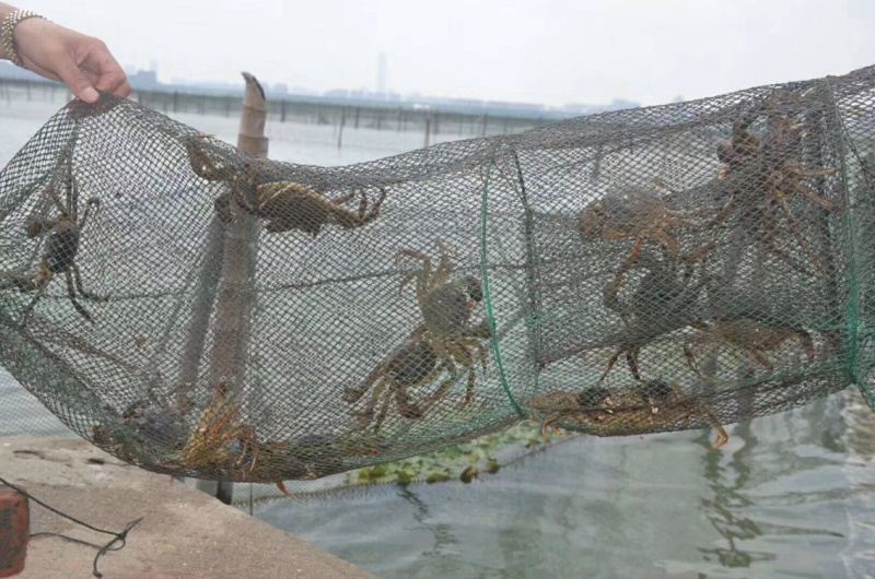 江苏精品大闸蟹公蟹（阳澄湖蟹、高邮湖蟹、兴化蟹）