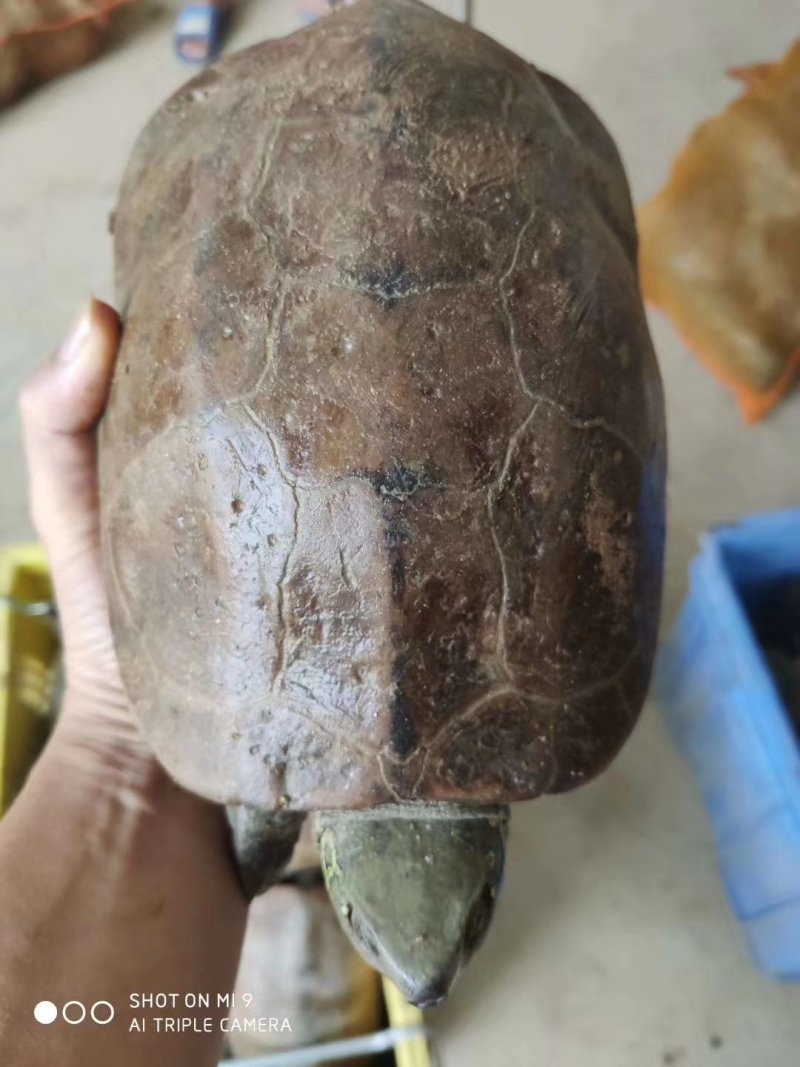 供应大量老草龟