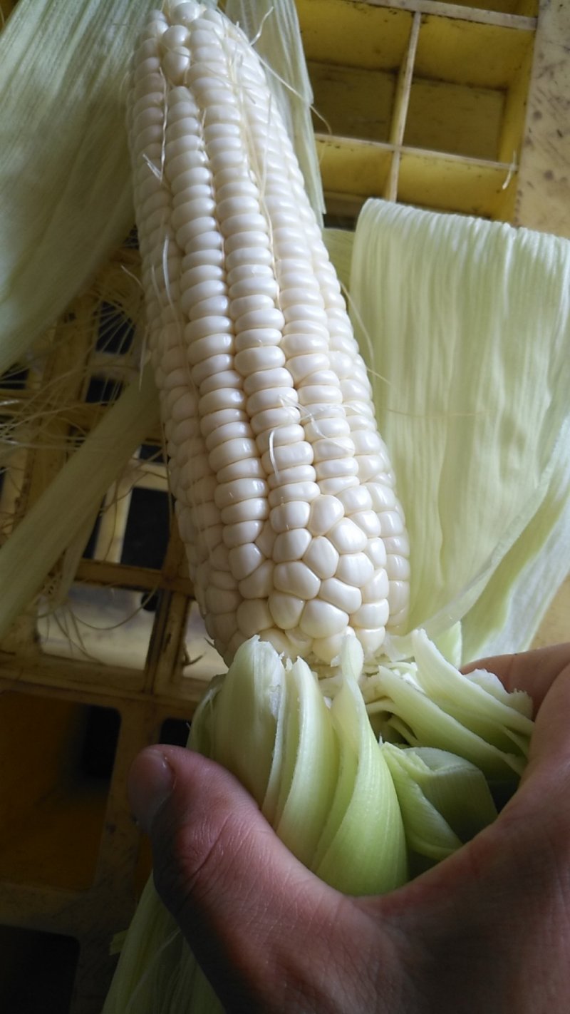玉米棒